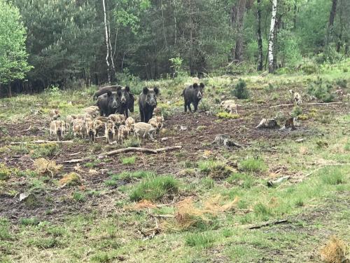 Modern Boshuisje Nr 31