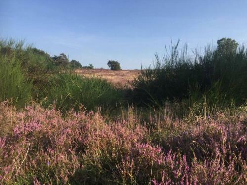 Sfeervol Chalet In Drenthe Bij Het Dwingelderveld