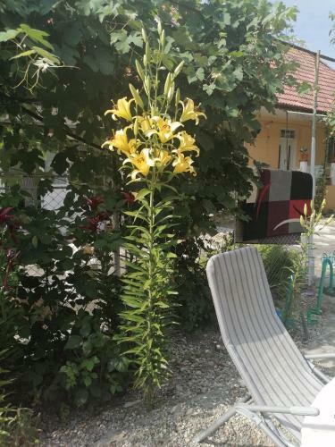 Cazare La Tara �n Mandra, Jud Brasov