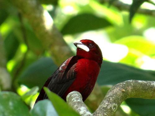 Hotel Kaliawiri Bird Lodge & Reserve