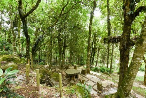 Rosa Casa Dos Pinheiros