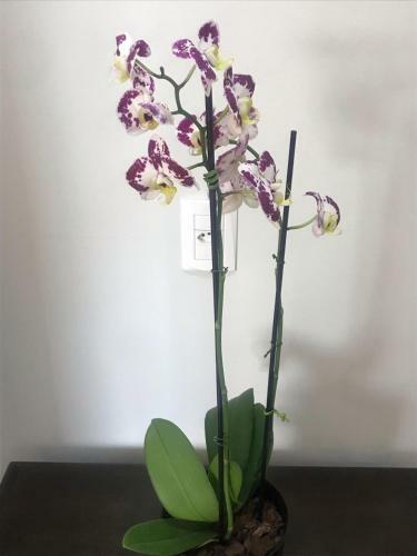 Apartamentos Bella Vista Do Vale Gramado