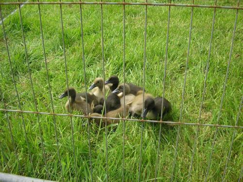Balhousie Farm Bed And Breakfast