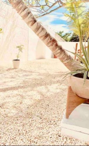 Madre Holbox Apartments & Suites