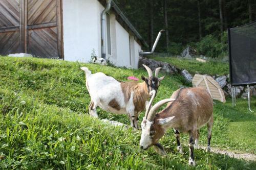 Apartamento Ferienwohnung Radmer