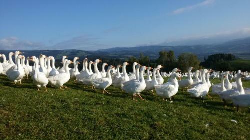 Agroturismo Lindlhof Fam. Taferner