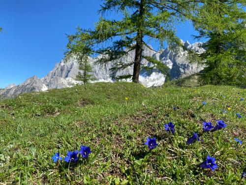 Apartamento Haus Sonnleitner