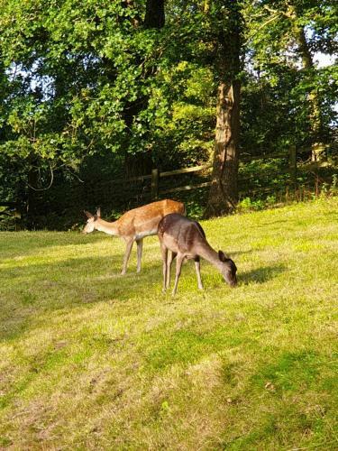 Bed & Breakfast Wye Valley Retreat