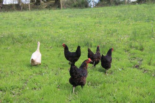 Bed & Breakfast Meadowland Farm