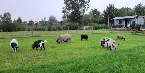 B&B Wijd En Zijt Pipowagen