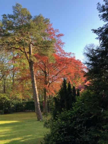Bed & Breakfast De Rode Beuk