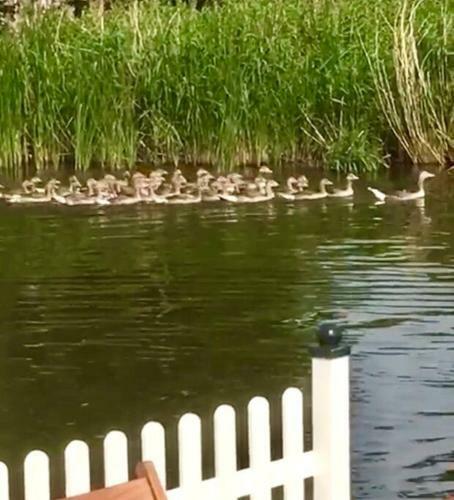 Ferienhaus De Witte Roos Ferienpark Vislust Ijsselmeer