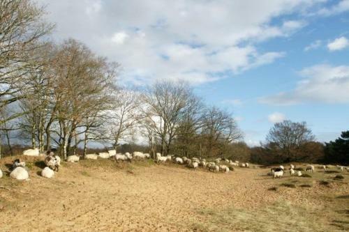 Ruim Vakantie Chalet Zeegse, Drenthe