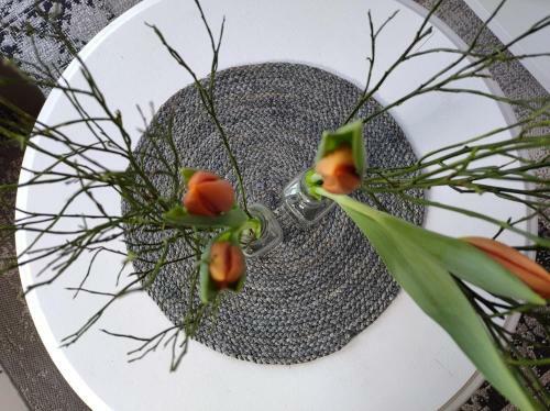 Tiny House Mimi Bed By The Sea - Adults Only