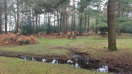 Hostal New Forest Lodge