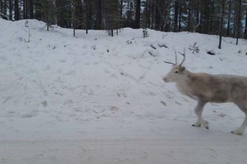 S�gen - Great Wildlife, No Neighbours, Large House