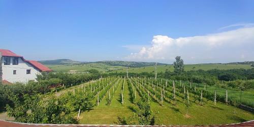 Agroturismo Conacul Din Deal