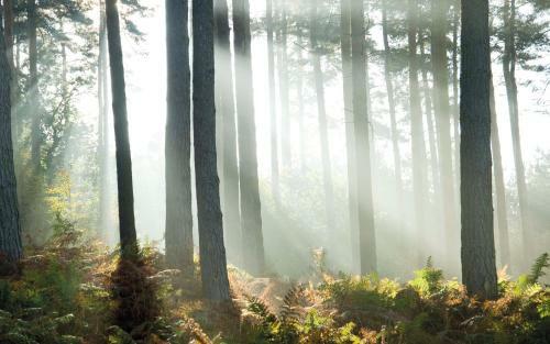 Villa 3 Bed Detached Bungalow With Big Garden