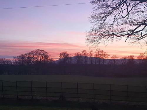 The Tranquil Orchard - Woodpecker-uk31339