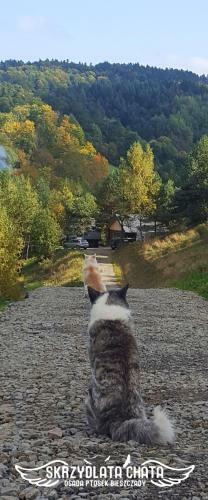 Skrzydlata Chata / Osada Ptosek Bieszczady