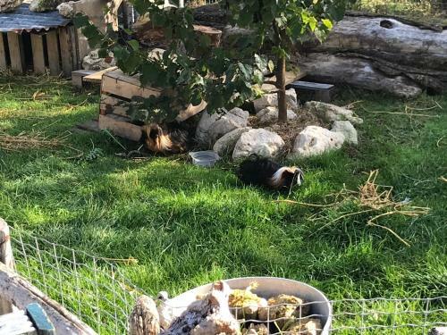 Bed & Breakfast Chez Gustave & Compagnie