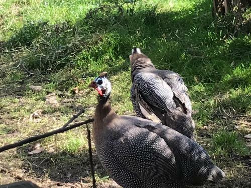 Bed & Breakfast Chez Gustave & Compagnie
