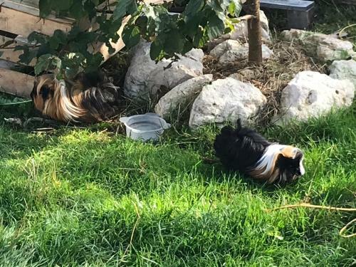 Bed & Breakfast Chez Gustave & Compagnie