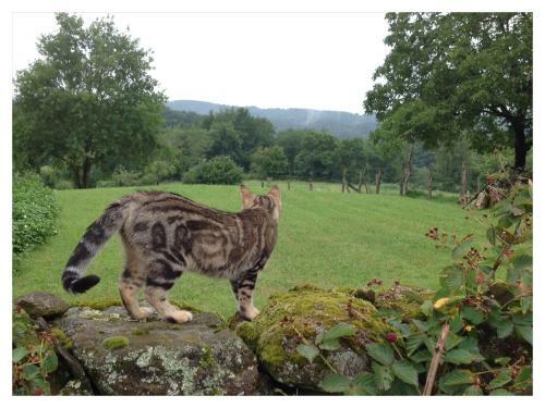 Bed & Breakfast A L'ombre Du Tilleul