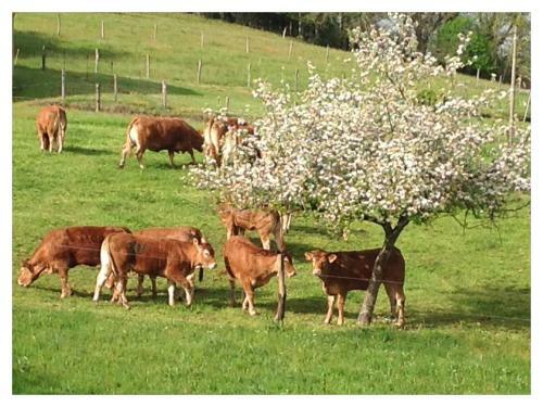 Bed & Breakfast A L'ombre Du Tilleul