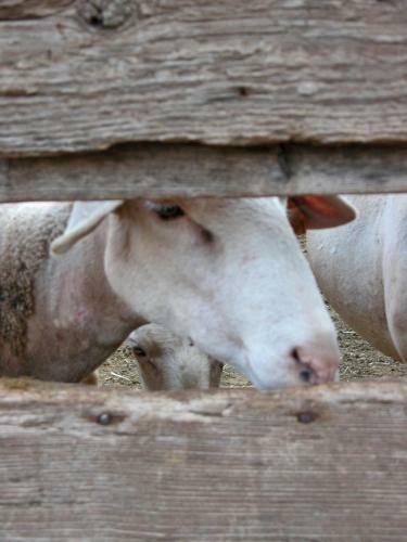 Le Gite Du Larzac � Brunas