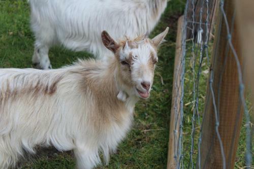 Ferme Des Poulardieres