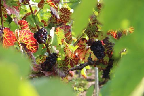 G�te Enjoy En Champagne Avec Verger
