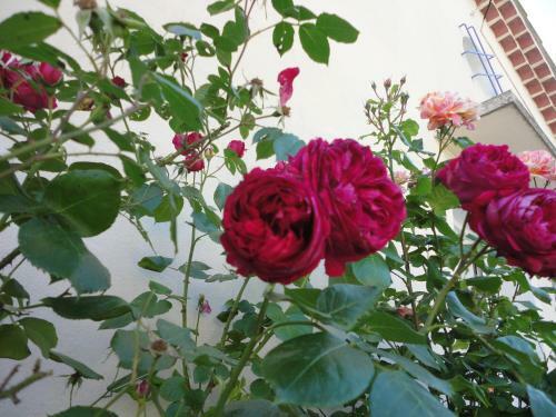 Apartamento Floralie