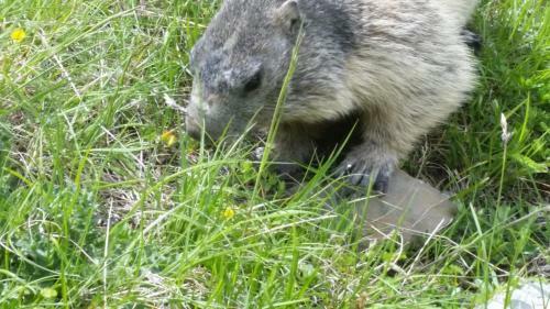 Apartamento Chalet Montagne Alpes, Provence