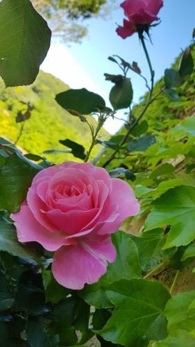 Gites-terroirs-occitanie Grenache