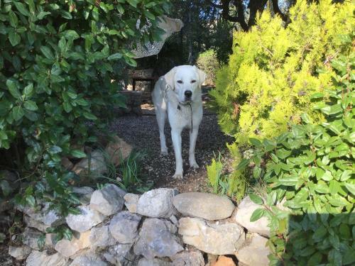 Bed & Breakfast Crazy Foxy Retreats