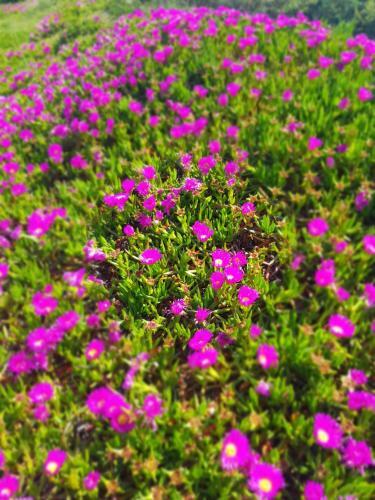 Apartamento La Rose Des Sables