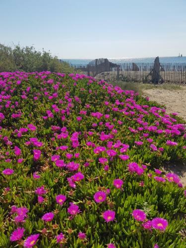 Apartamento La Rose Des Sables