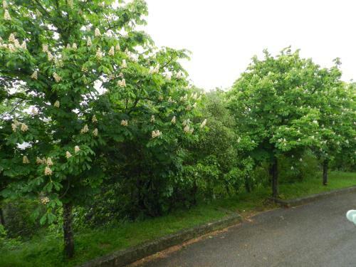 Apartamento La Com�te