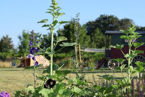 Pipowagen ( La Petite Gitane )