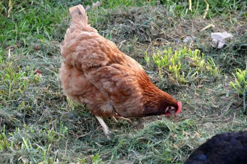 G�te Le Man�ge Normand