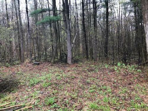Tentrr Signature Site - Dreamroad Farm Pine Tree