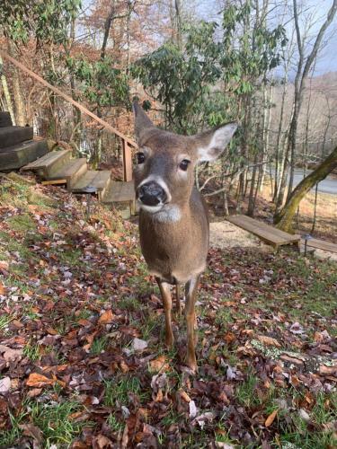 Unforgettable Dreams