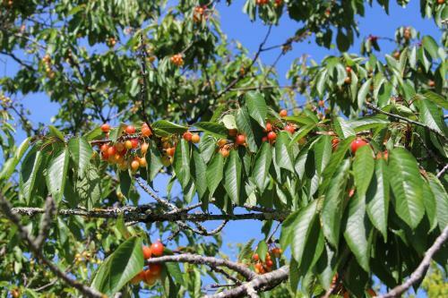 Bed & Breakfast Ancien Haras De La Tour