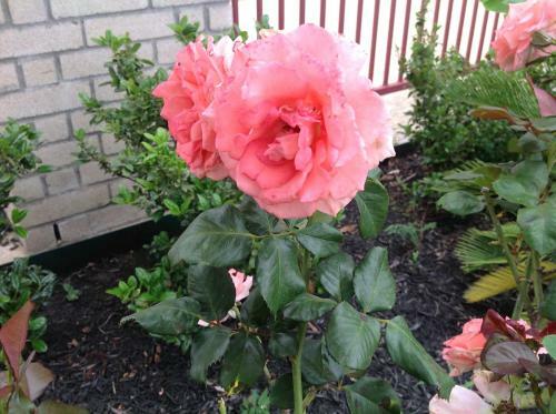 Motel Scottish Inn & Suites Houston