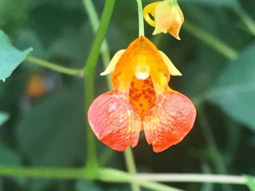 Tentrr - Happy Tales Campsite