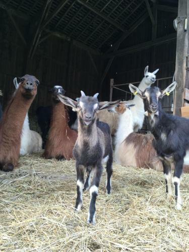 Agroturismo Loire Valley Llama Farm Stay