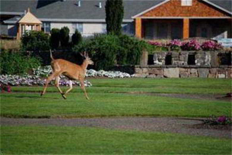 Lodge Oregon Garden Resort