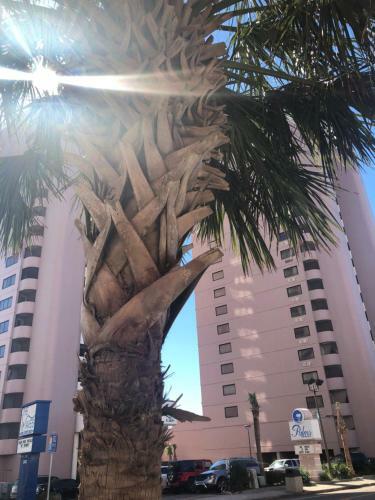 Aparthotel Palms Resort