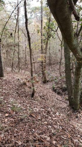 Lost Paradise Is Your Private Cabin In The Forest